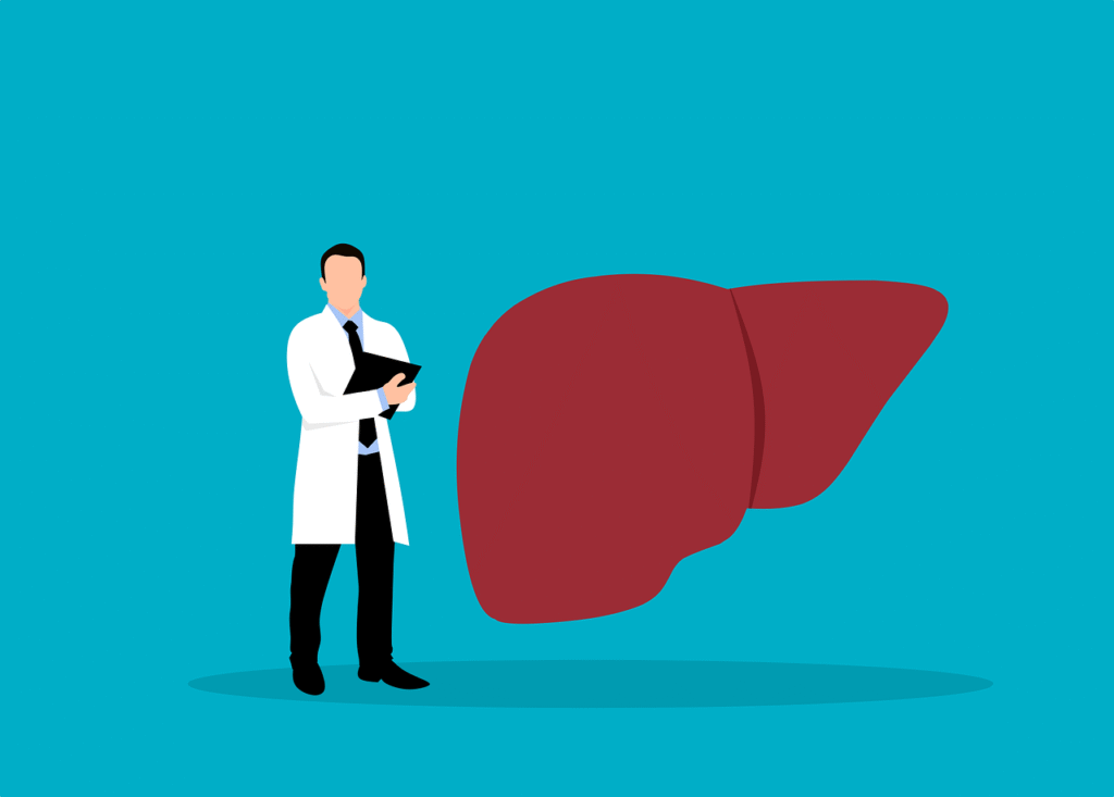 liver, internal medicine, doctor, healthcare, anatomy, health, medicine, liver, liver, liver, liver, liver